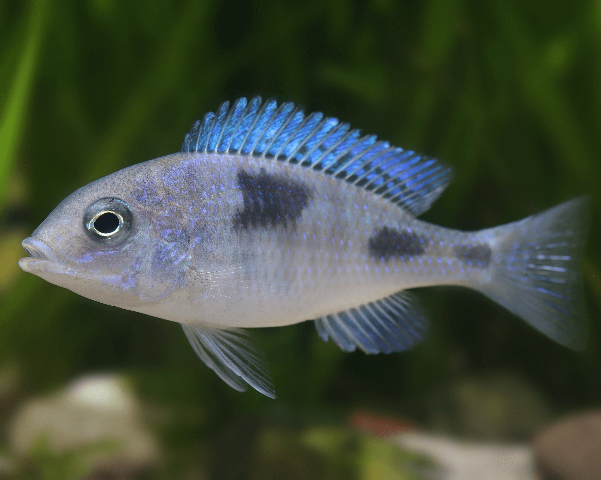 Cyrtocara moorii (Blue Dolphin Cichlid) Care Guide